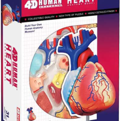 626004-Heart-PKG-1-e1740707821465